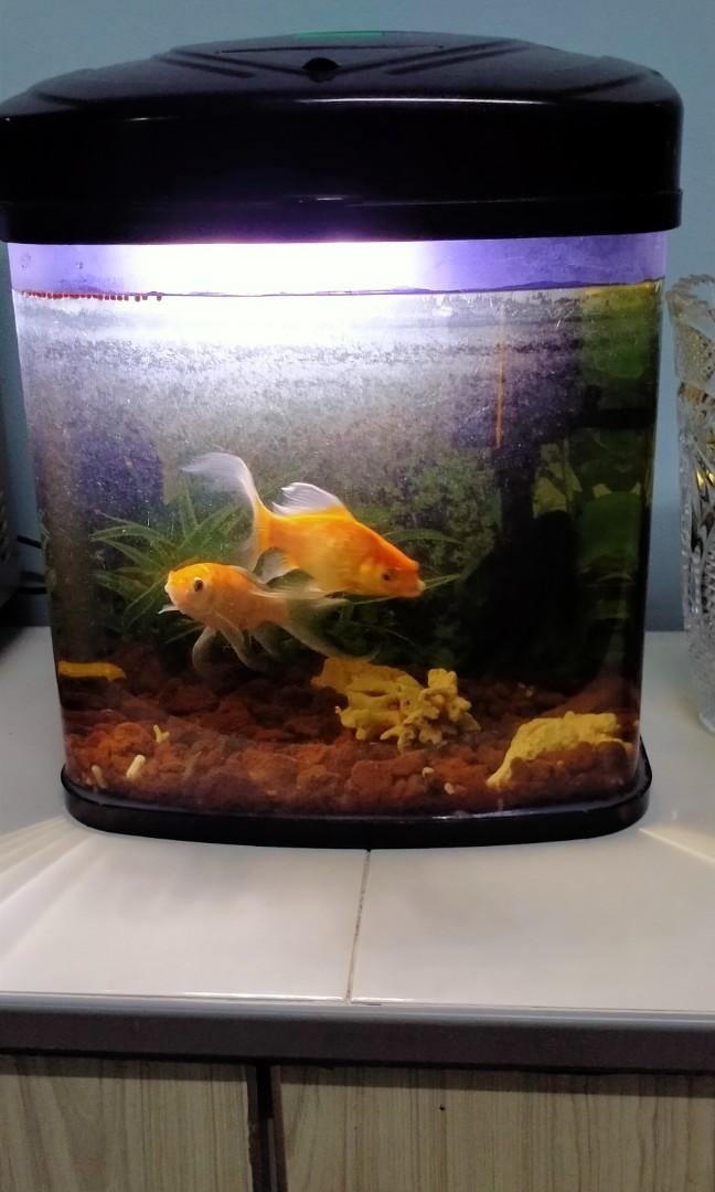 Aquarium Curve Pet Supplies Pet Accessories On Carousell