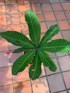 (Category: ) located in . Submitted by worldtreeplants (Listing ID 1092221283, Image 1). Description: .