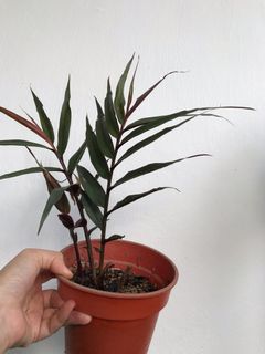 (Category: ) located in . Submitted by worldtreeplants (Listing ID 1092249574, Image 1). Description: .