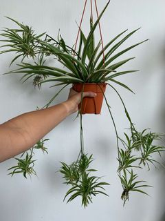 (Category: ) located in . Submitted by worldtreeplants (Listing ID 1092231623, Image 1). Description: .