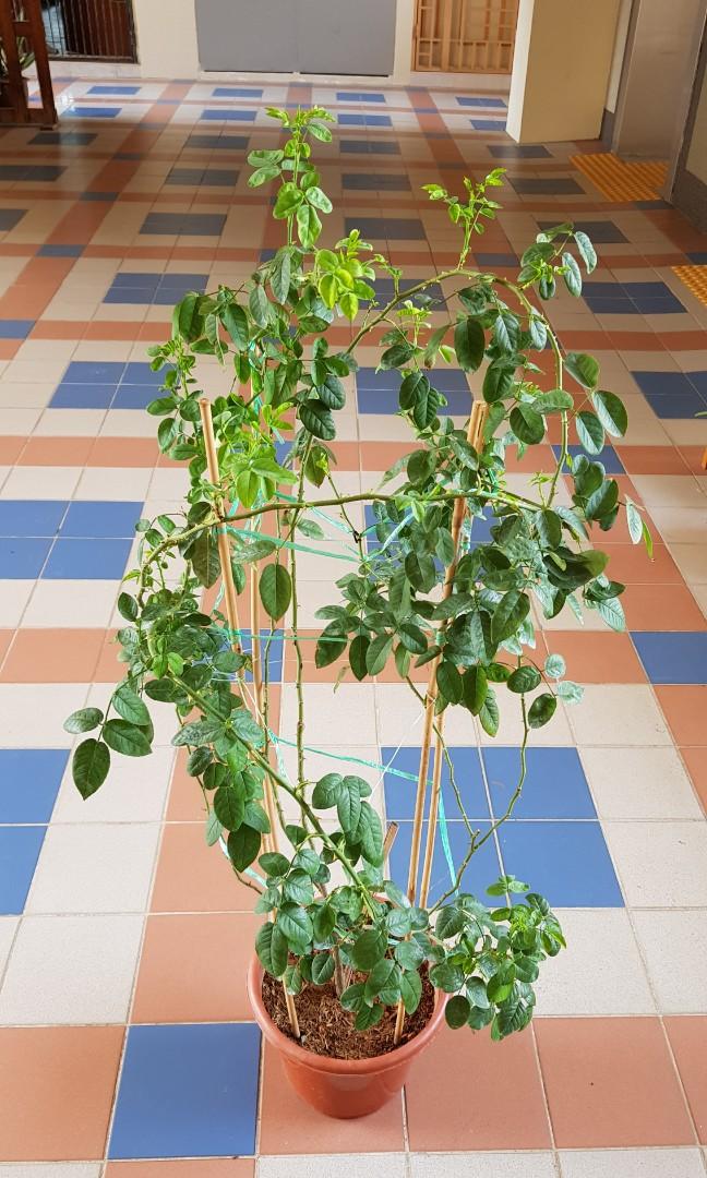 Claire Martin Climbing Rose Plant 125cm Furniture Home Living Gardening Plants Seeds On Carousell