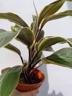 (Category: ) located in . Submitted by worldtreeplants (Listing ID 1092210744, Image 1). Description: .