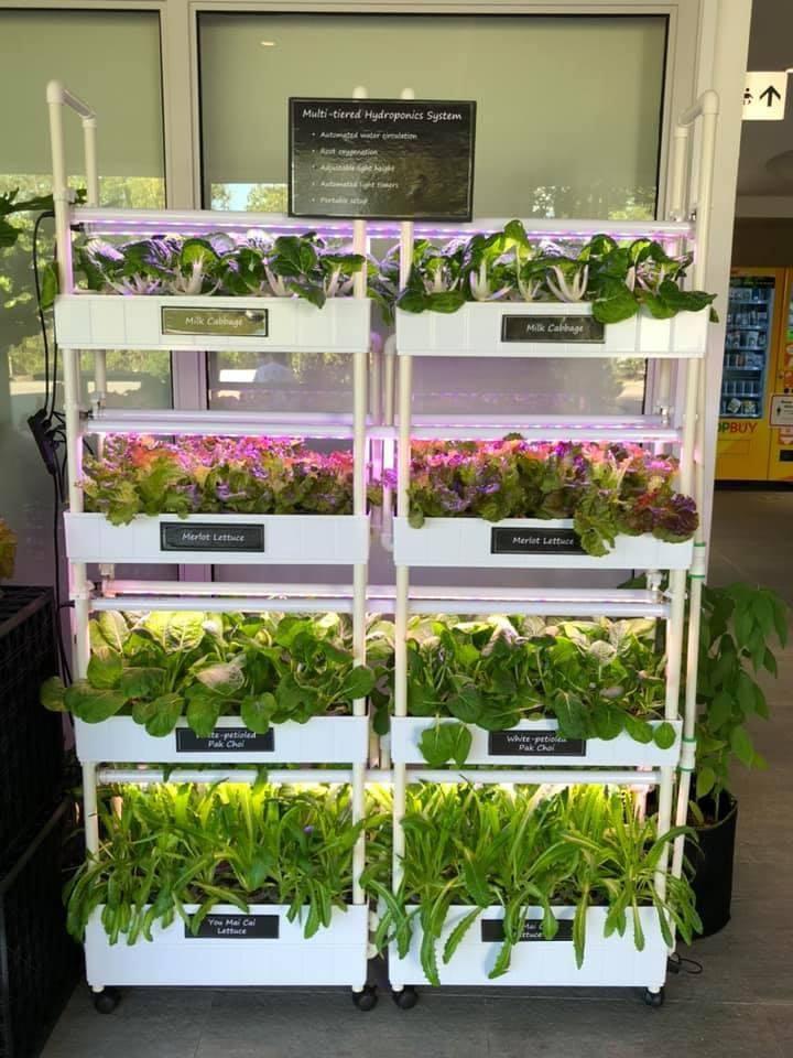 Hydroponics rack system., Furniture & Home Living, Gardening, Pots ...