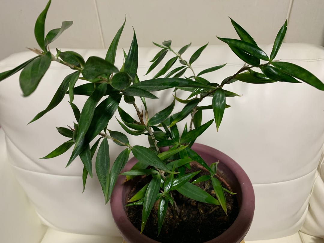 Plant Japanese Bamboo, Furniture & Home Living, Gardening, Plants