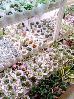 Mini succulent and mini plants at Bukit timah shopping center 01-02a downtown line at beauty world stand 2min walk to my shop besides uob open 10am to 7pm Sunday till 6pm (4 for $10)