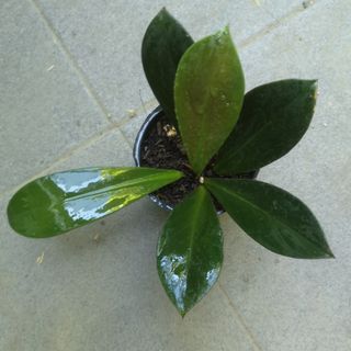 (Category: ) located in . Submitted by katerno (Listing ID 1092278577, Image 1). Description: .