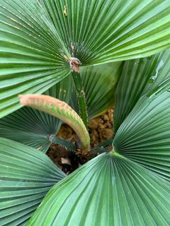 (Category: ) located in . Submitted by worldtreeplants (Listing ID 1092218257, Image 1). Description: .