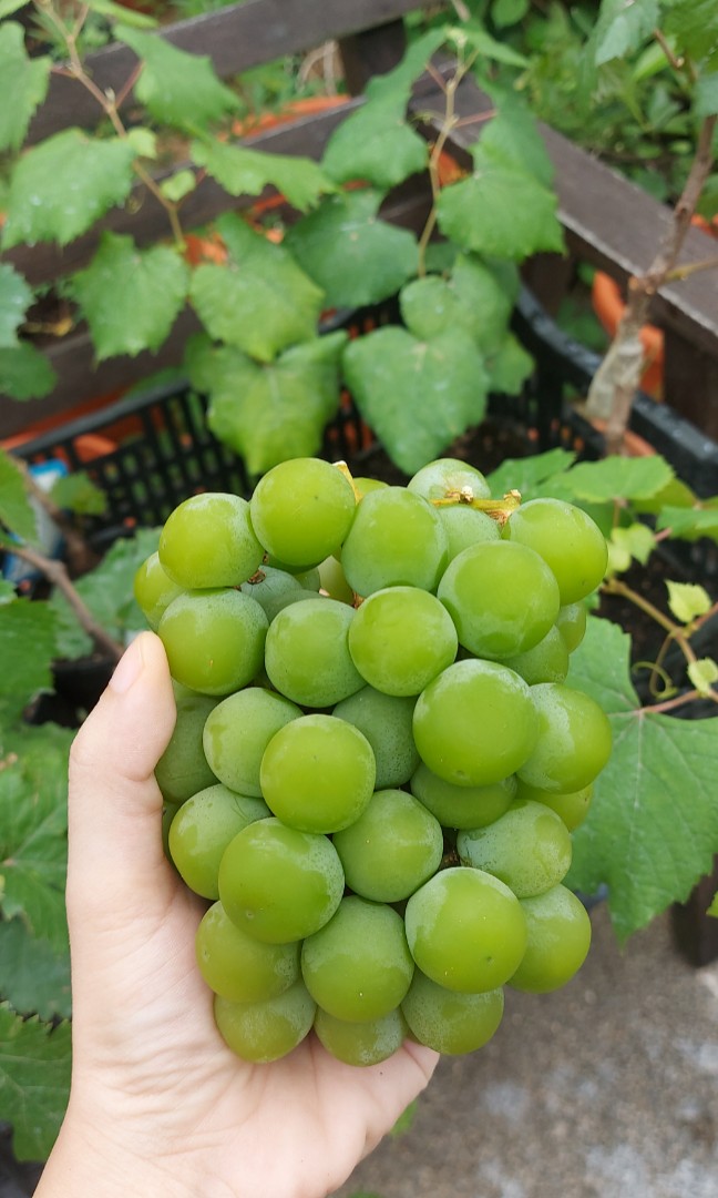 Shine Muscat Grape Grapevine plant pot for sales, Furniture & Home