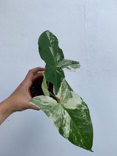 (Category: ) located in . Submitted by worldtreeplants (Listing ID 1092250145, Image 1). Description: .