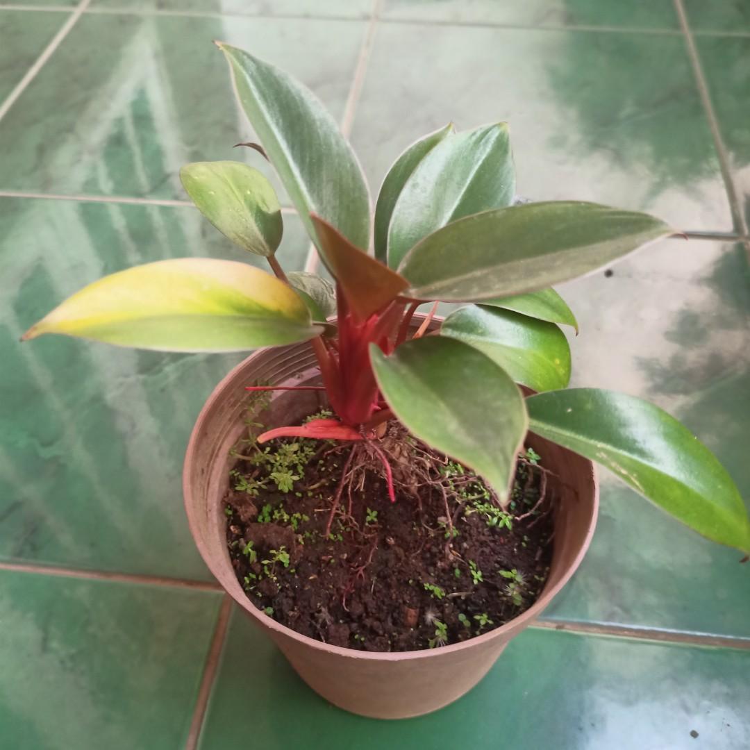 Tanaman Hias Philodendron Red Emerald Perkebunan Di Carousell