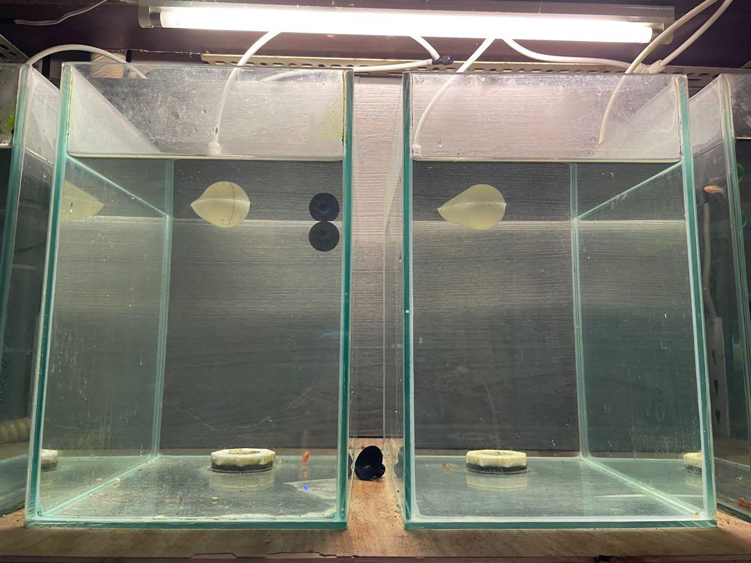 系統缸玻璃水族箱小型水族箱水族箱寵物用品幼魚水族箱鬥魚水族箱魚缸（魚缸是有排水孔）, 寵物用品, 寵物用品在旋轉拍賣