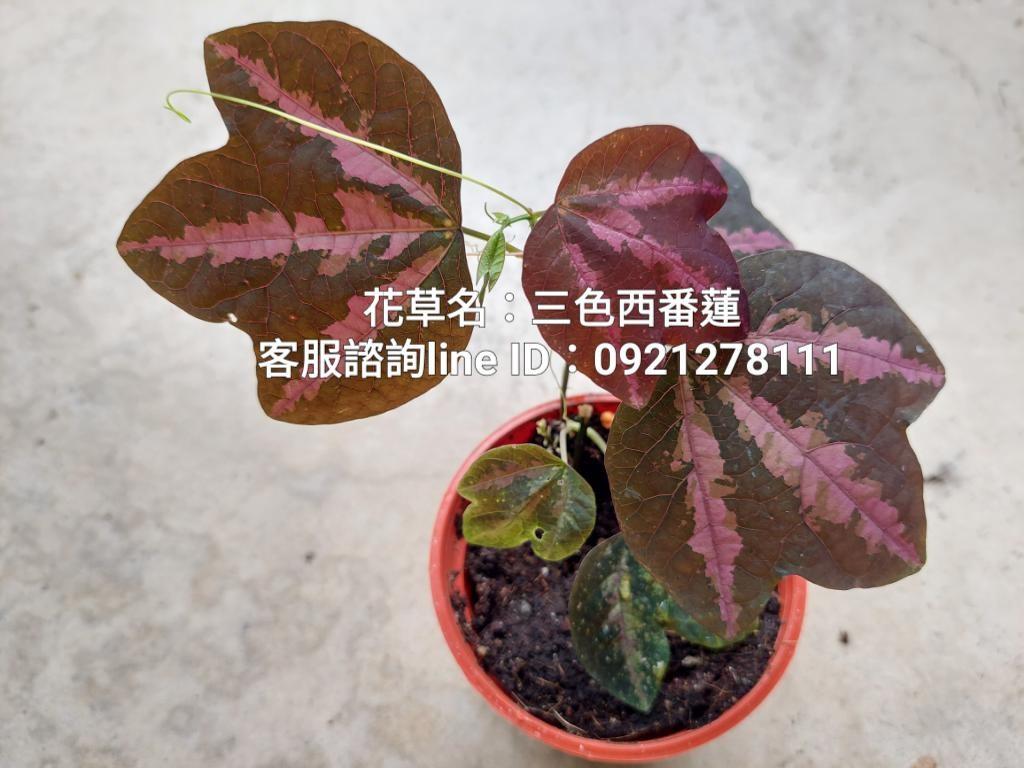 三色西番蓮 觀葉植物 網美植物 居家生活 園藝on Carousell 三色西番蓮 觀葉植物 網美植物 居家生活 園藝on Carousell