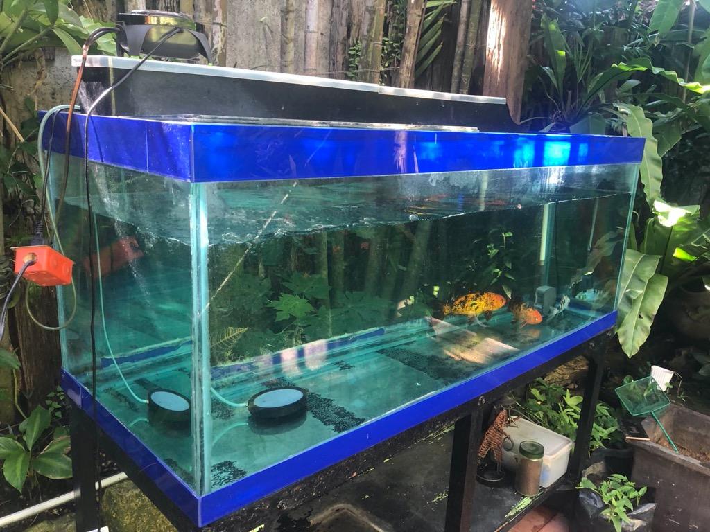 200 gallon aquarium hot sale
