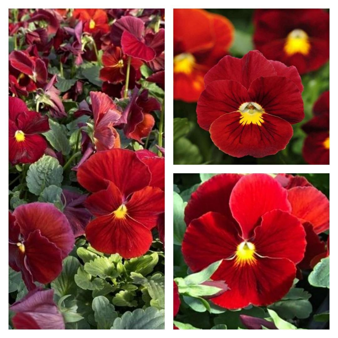 種子 大花三色堇深紅15 粒pansy Viola X Wittrockiana Matrix Scarlet 15 Seeds 傢俬 家居 園藝 植物及種子 Carousell