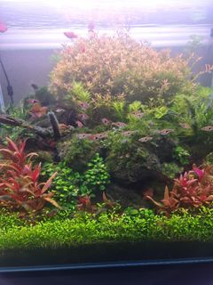 (Category: ) located in . Submitted by jeckming (Listing ID 1092738774, Image 1). Description: .