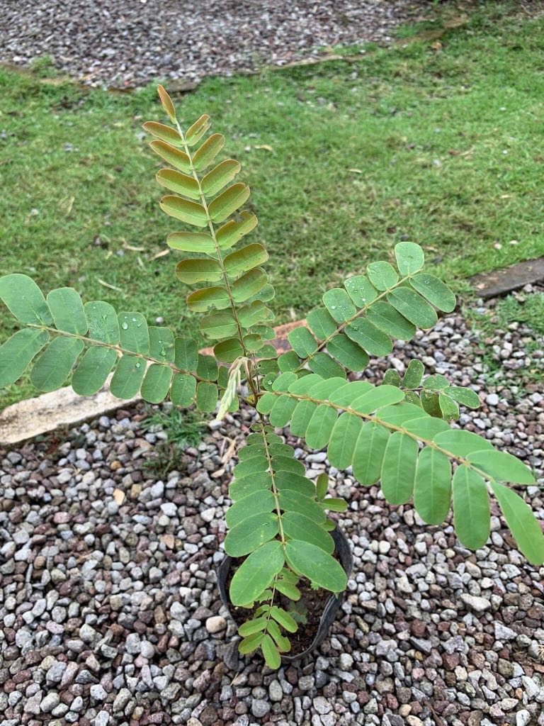 Palawan Cherry Blossom Seedling For Sale Furniture Home Living Gardening Plants Seeds On Carousell