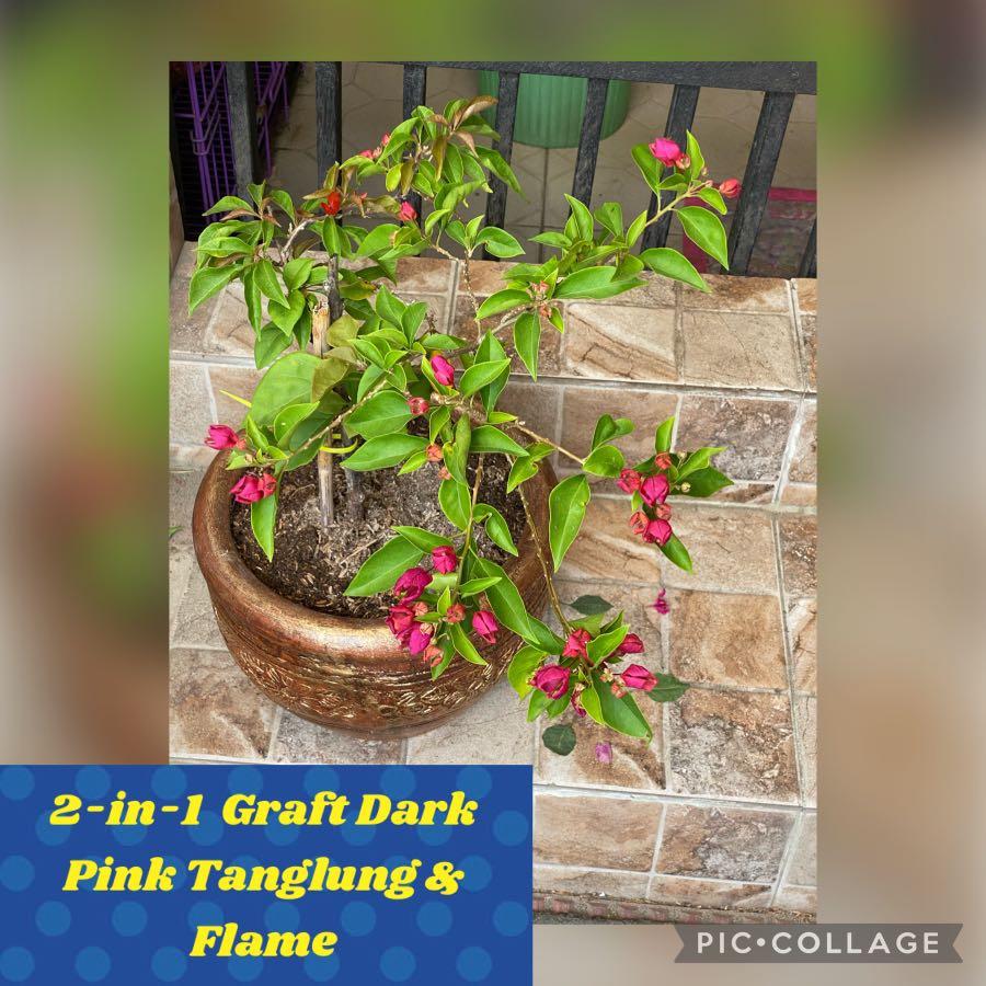 Rare Imported Bougainvillea motherplants, Furniture & Home Living