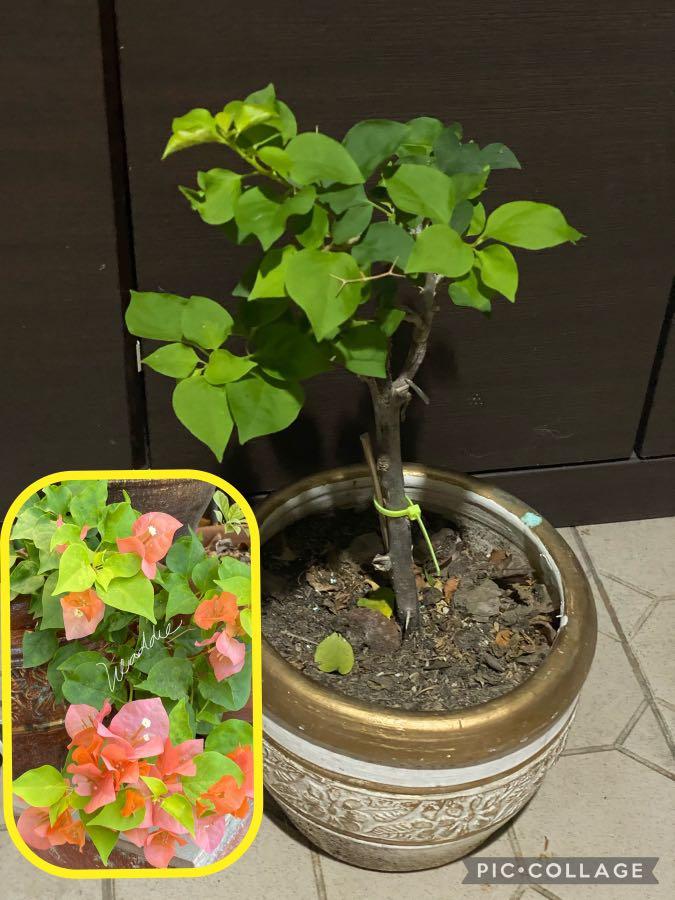 Rare Imported Bougainvillea motherplants, Furniture & Home Living