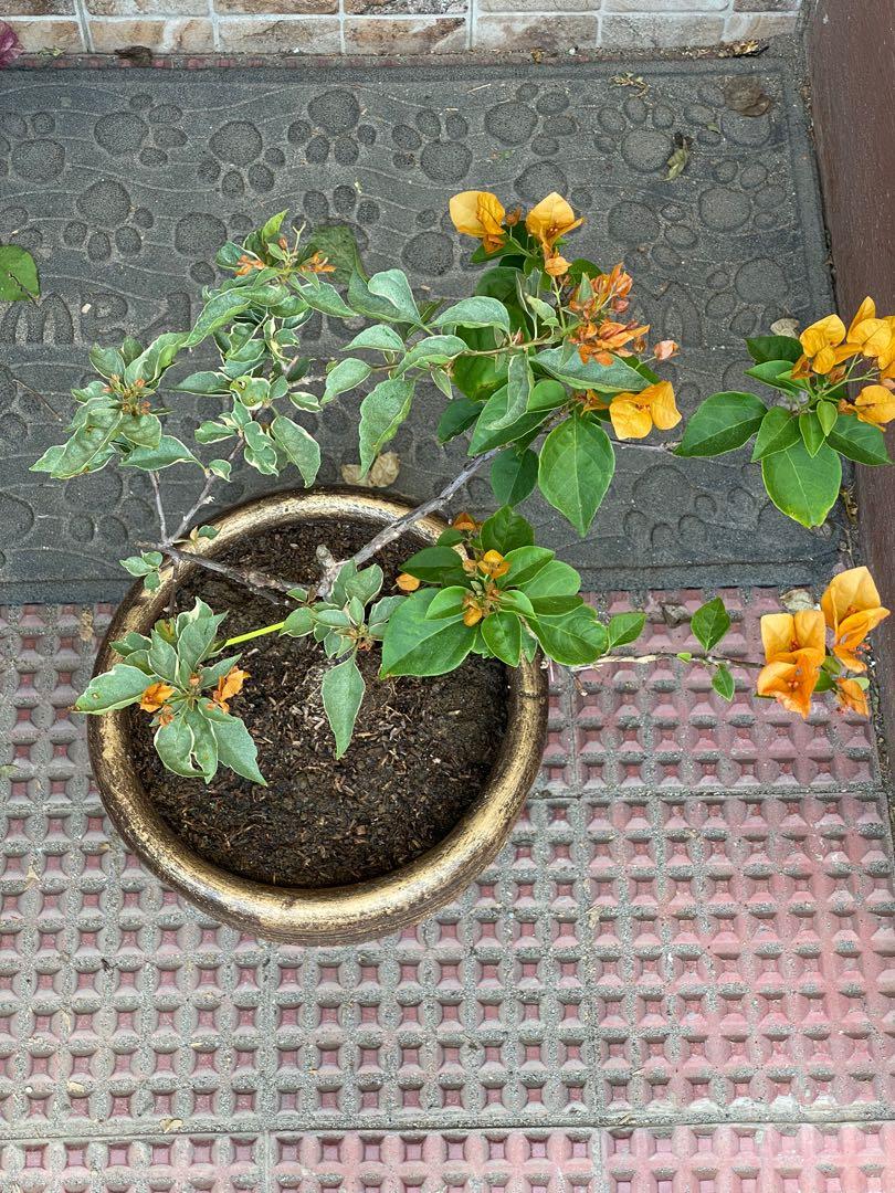 Rare Imported Bougainvillea motherplants, Furniture & Home Living