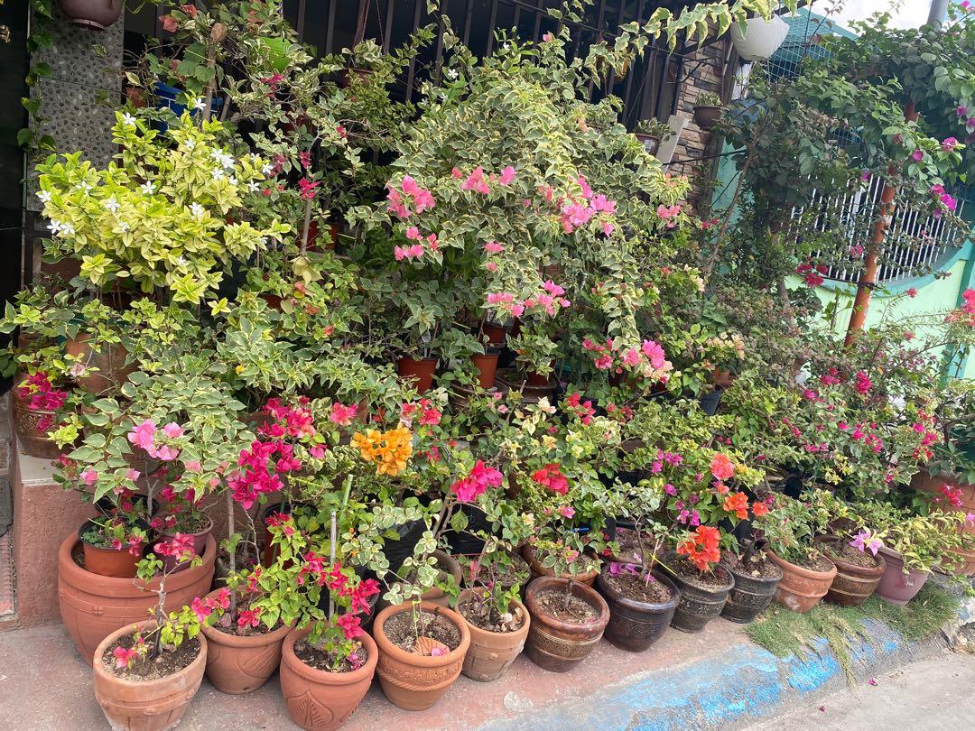Rare Imported Bougainvillea motherplants, Furniture & Home Living