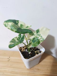（分類：）位於 。 由 kinpaph 提交（商品編號 1092964540，圖片 1）。簡介： 。