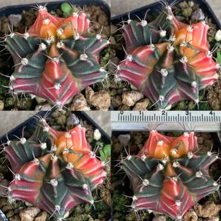 (Category: ) located in . Submitted by luckypot88 (Listing ID 1093001439, Image 1). Description: .