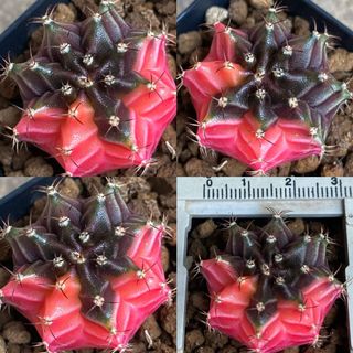 (Category: ) located in . Submitted by luckypot88 (Listing ID 1093001563, Image 1). Description: .