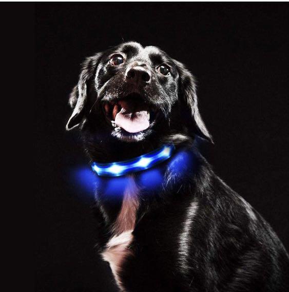 Flashing dog clearance