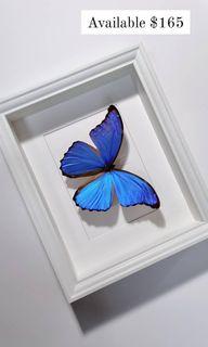 Morpho didus taxidermy frame