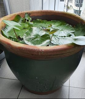 (Category: ) located in . Submitted by heng73 (Listing ID 1092959768, Image 1). Description: .