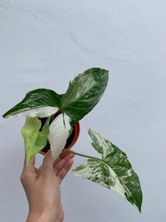 (Category: ) located in . Submitted by worldtreeplants (Listing ID 1092861826, Image 1). Description: .