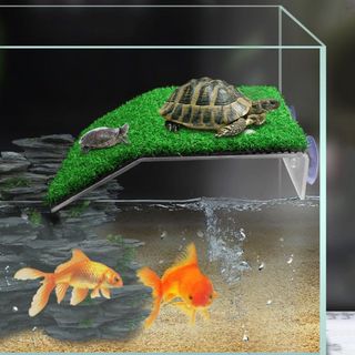 (Category: ) located in . Submitted by Aquariumfever (Listing ID 1092968761, Image 1). Description: .