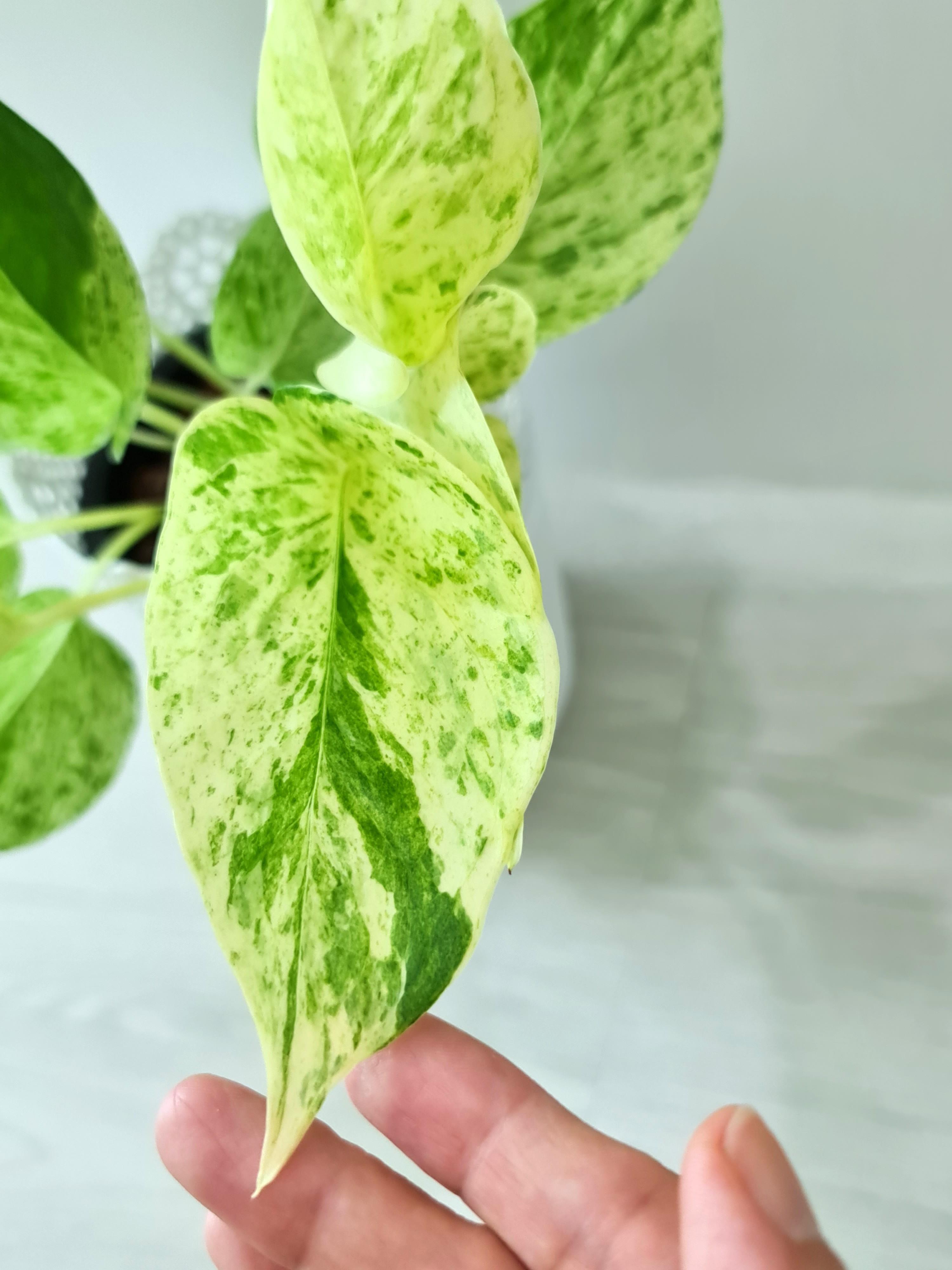 Exotic Epipremnum Aureum Manjula Pothos Houseplant In Basket Flower Pot Table Succulent Plant Exotic Epipremnum Image316121647
