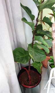 (Category: ) located in . Submitted by kapdubey (Listing ID 1093040368, Image 1). Description: .