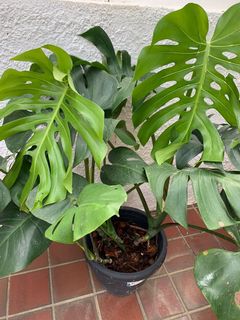 (Category: ) located in . Submitted by worldtreeplants (Listing ID 1093138150, Image 1). Description: .