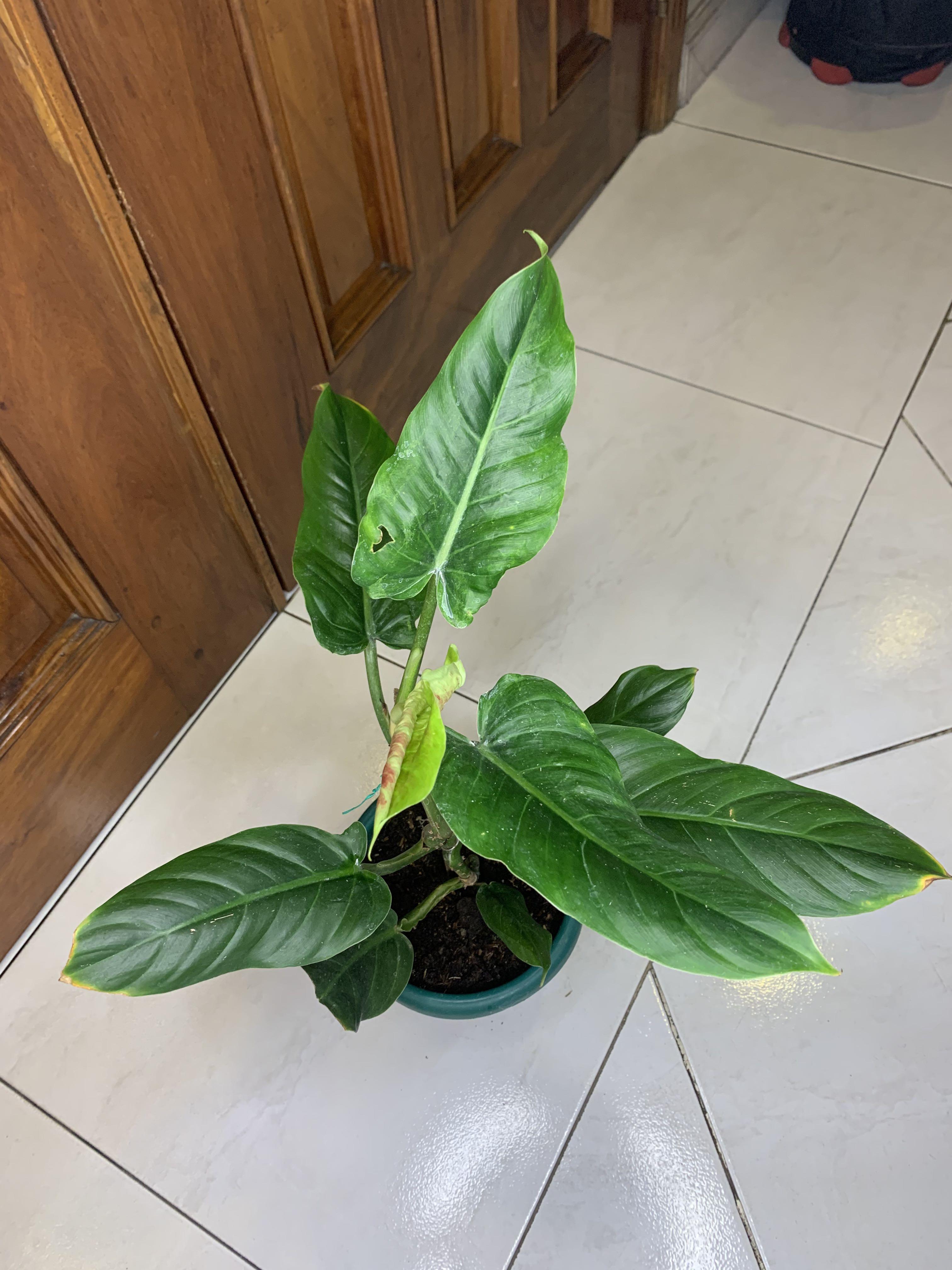 Philodendron Subhastatum (Category: Plants & Seeds) located in Quezon City. Submitted by polnkel (Listing ID 1088505939, Image 2). Description: 15 inches tall, top to soil Follow us on FB/ IG @plantsuper store MOP : BDO , BPI or GCash Buyer books and shoulders delivery .