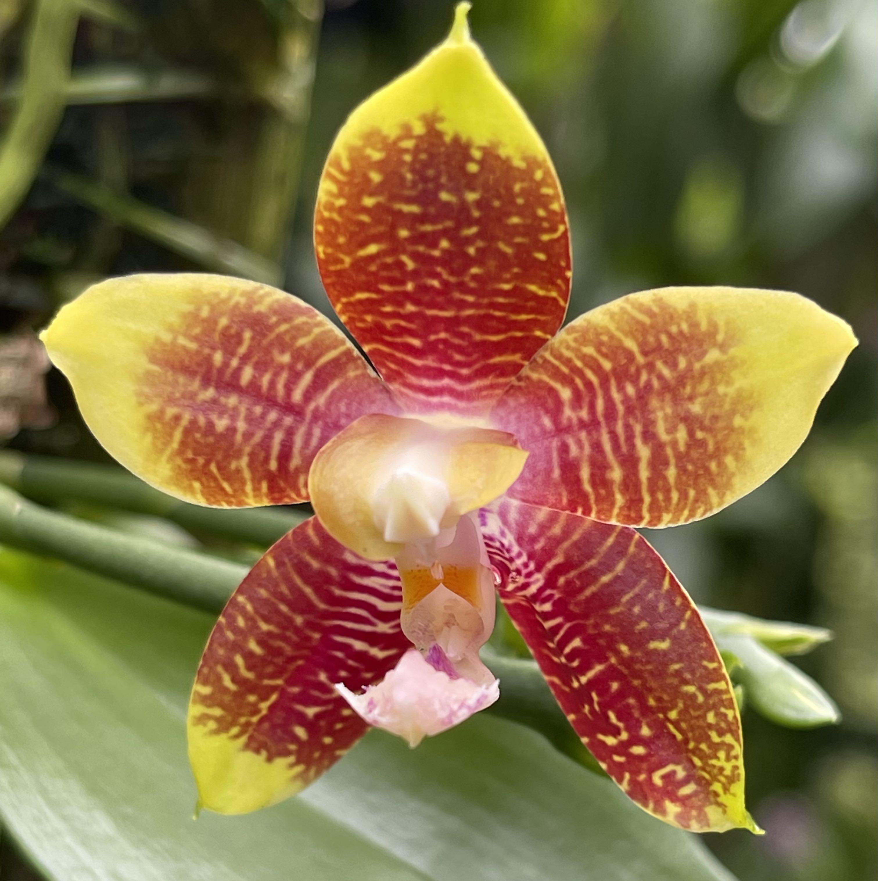 Rare Orchid Hybrid for Sale!! Phalaenopsis Tying Fly Eagle Orchid Plant