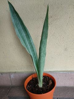 (Category: ) located in . Submitted by newplant (Listing ID 1093244325, Image 1). Description: .