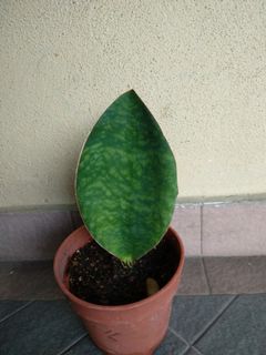 (Category: ) located in . Submitted by newplant (Listing ID 1093244187, Image 1). Description: .