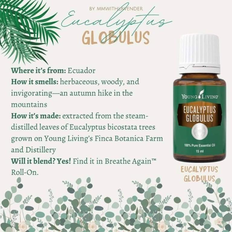 Eucalyptus globulus essential shop oil