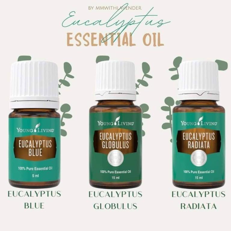 Eucalyptus globulus shop young living