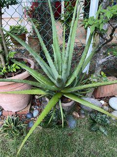 Aloe Vera Furniture Home Living Gardening Plants Seeds On Carousell