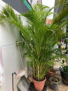 (Category: ) located in . Submitted by simple_decorist (Listing ID 1097804274, Image 1). Description: .