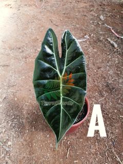 (Category: ) located in . Submitted by terraplants (Listing ID 1099873264, Image 1). Description: .