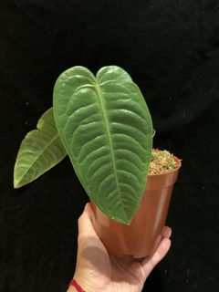 （分類：）位於 。 由 thegreenroom 提交（商品編號 1099876410，圖片 1）。簡介： 。