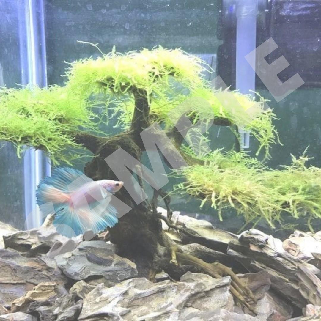 Aquarium drift wood bonsai tree aquascape landscaping decor fish fank  plants 