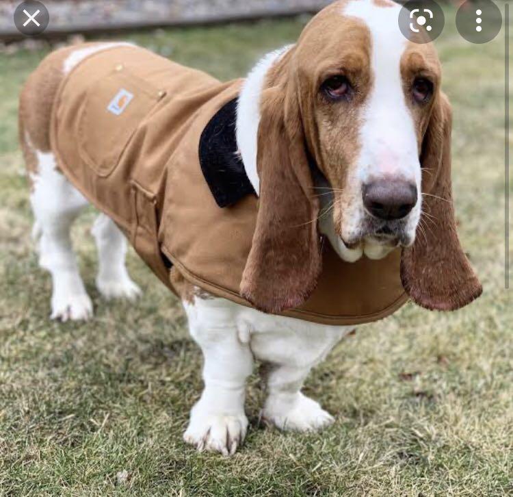 Carhartt vest for dogs hotsell