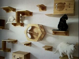 (Category: ) located in . Submitted by cudleypets (Listing ID 1099850328, Image 1). Description: .
