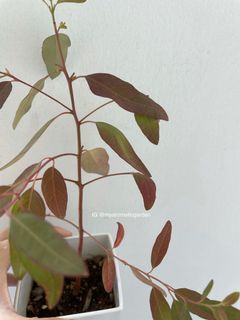 (Category: ) located in . Submitted by myaromaticgarden (Listing ID 1081672641, Image 1). Description: .