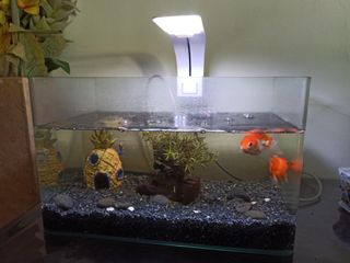 (Category: ) located in . Submitted by mathew001 (Listing ID 1099739300, Image 1). Description: .